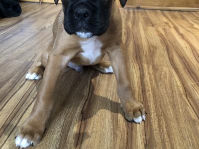 male Boxer puppy (ad will be removed when sold )
