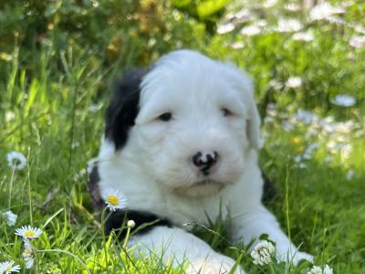 IKC  registered Old English Sheepdog puppies in Wexford