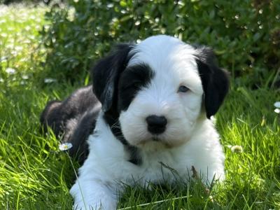 IKC  registered Old English Sheepdog puppies in Wexford
