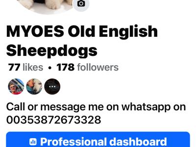 IKC  registered Old English Sheepdog puppies in Wexford