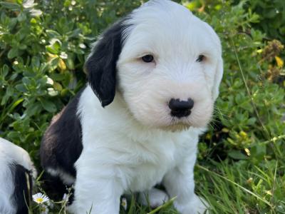 IKC  registered Old English Sheepdog puppies in Wexford