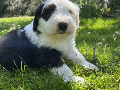 IKC  registered Old English Sheepdog puppies in Wexford