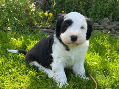 IKC  registered Old English Sheepdog puppies in Wexford