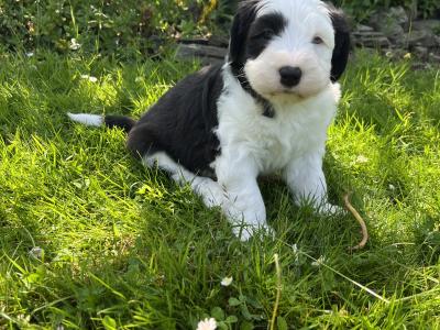 IKC  registered Old English Sheepdog puppies in Wexford