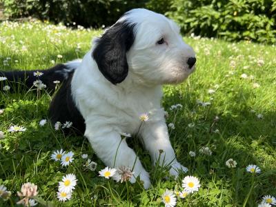 IKC  registered Old English Sheepdog puppies in Wexford