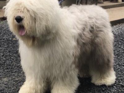IKC  registered Old English Sheepdog puppies in Wexford