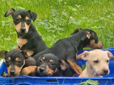 Jack Russell puppies in Wexford