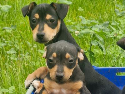 Jack Russell puppies in Wexford