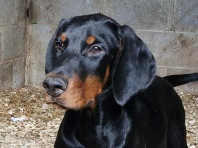 Dobermann puppies for sale in Kerry
