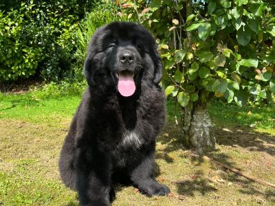 IKC Pedigree Newfoundland puppies in Cork Brown Male €1,800