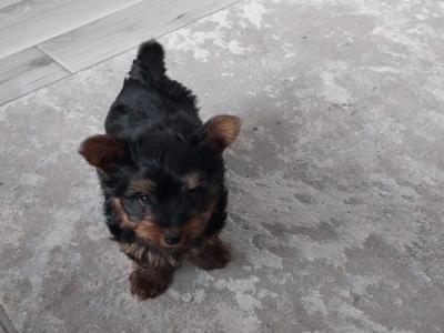 Miniature male Yorkshire Terrier puppy 3 months old in Limerick