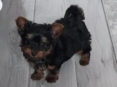 Miniature male Yorkshire Terrier puppy 3 months old in Limerick