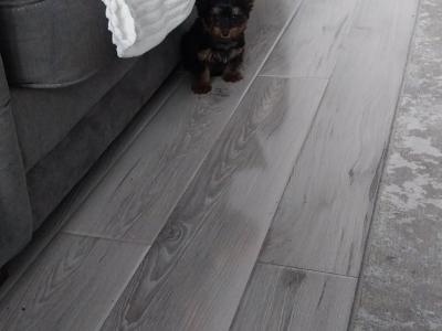 Miniature male Yorkshire Terrier puppy 3 months old in Limerick