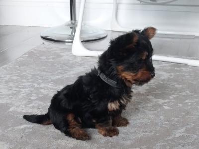 Miniature male Yorkshire Terrier puppy 3 months old in Limerick