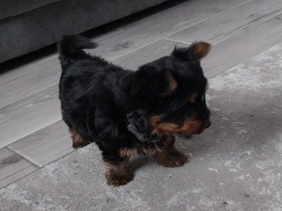 Miniature male Yorkshire Terrier puppy 3 months old in Limerick