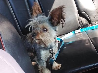 Miniature male Yorkshire Terrier puppy 3 months old in Limerick