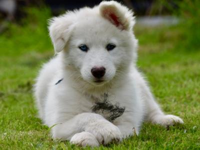 Yakutian Laika puppies in Mayo