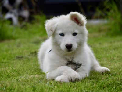 Yakutian Laika puppies in Mayo