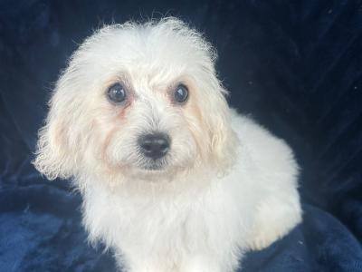 Gorgeous Fluffy Bichon Frise puppies in Limerick