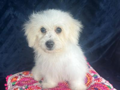 Gorgeous Fluffy Bichon Frise puppies in Limerick