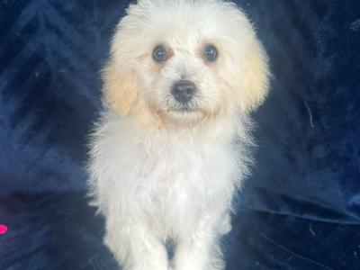 Gorgeous Fluffy Bichon Frise puppies in Limerick