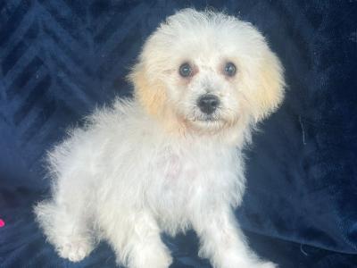 Gorgeous Fluffy Bichon Frise puppies in Limerick