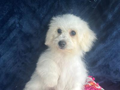 Gorgeous Fluffy Bichon Frise puppies in Limerick