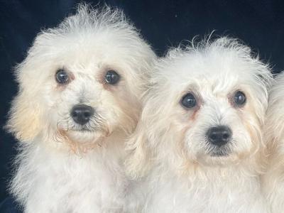 Gorgeous Fluffy Bichon Frise puppies in Limerick