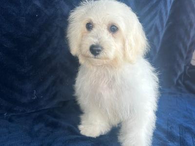 Gorgeous Fluffy Bichon Frise puppies in Limerick