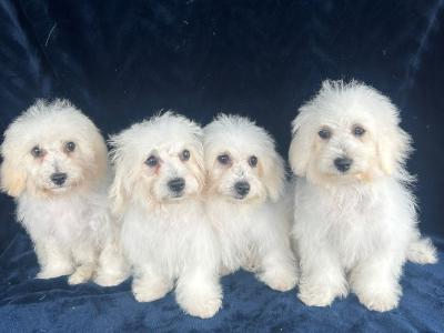 Gorgeous Fluffy Bichon Frise puppies in Limerick