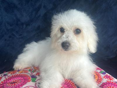 Gorgeous Fluffy Bichon Frise puppies in Limerick