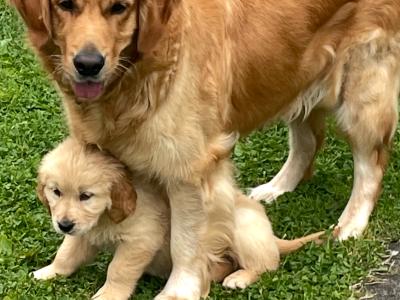 Beautiful IKC Registered purebred Golden Retriever puppies in Louth