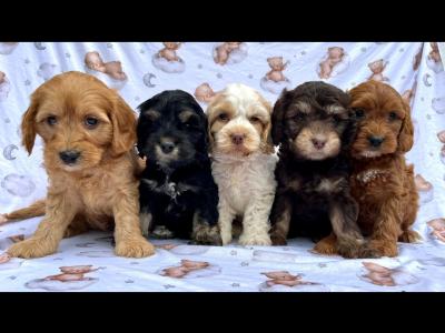Veterinary checked Cockapoos puppies in Cavan