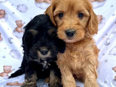Veterinary checked Cockapoos puppies in Cavan