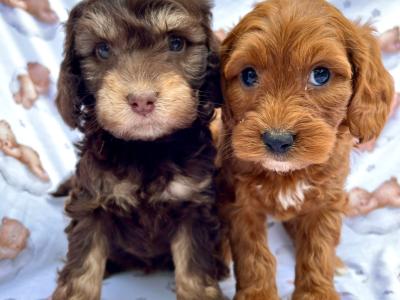 Veterinary checked Cockapoos puppies in Cavan