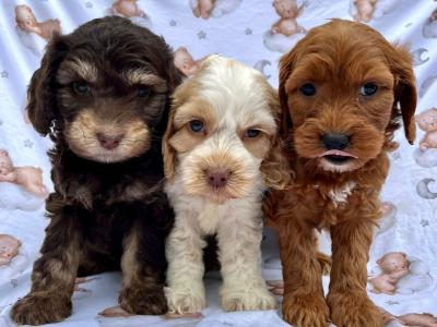 Veterinary checked Cockapoos puppies in Cavan