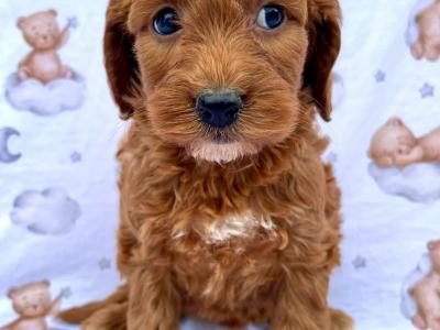 Veterinary checked Cockapoos puppies in Cavan