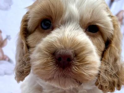 Veterinary checked Cockapoos puppies in Cavan