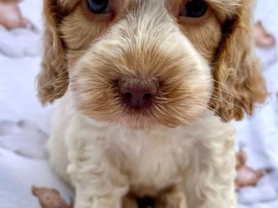Veterinary checked Cockapoos puppies in Cavan