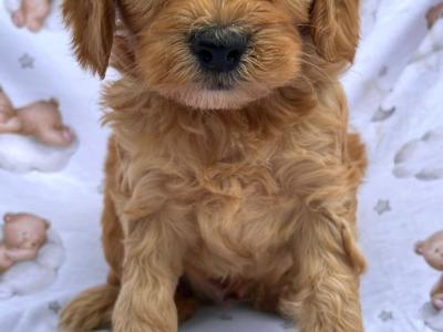 Veterinary checked Cockapoos puppies in Cavan