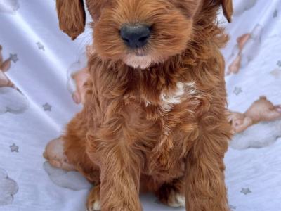 Veterinary checked Cockapoos puppies in Cavan