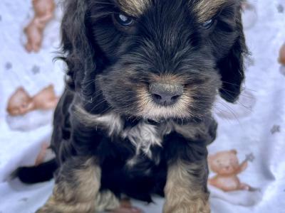 Veterinary checked Cockapoos puppies in Cavan