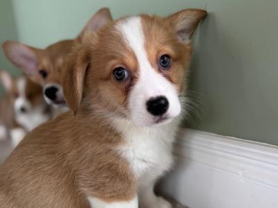 Corgi X puppies in Meath