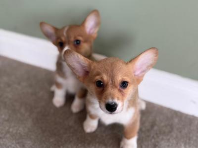 Corgi X puppies in Meath