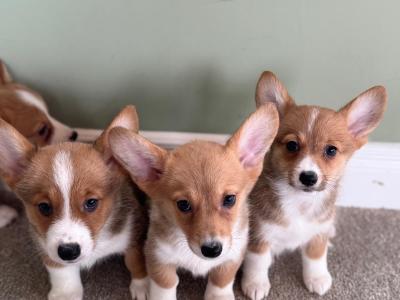 Corgi X puppies in Meath