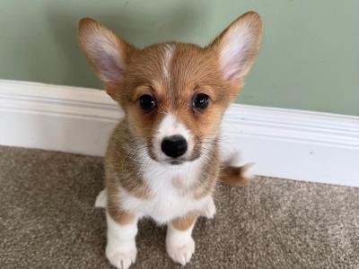 Corgi X puppies in Meath