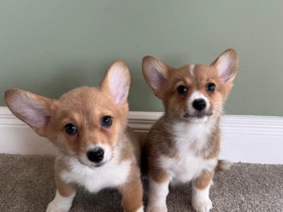 Corgi X puppies in Meath