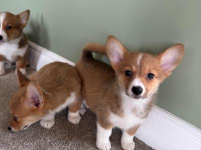 Corgi X puppies in Meath