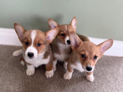 Corgi X puppies in Meath