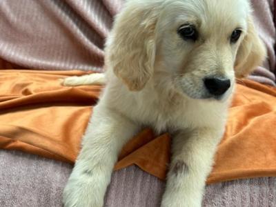 Golden Retriever puppies in Limerick - only FEMALE now